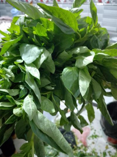 Albahaca