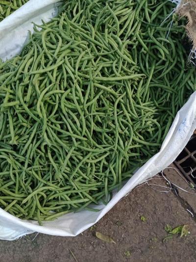 Frijoles Verde