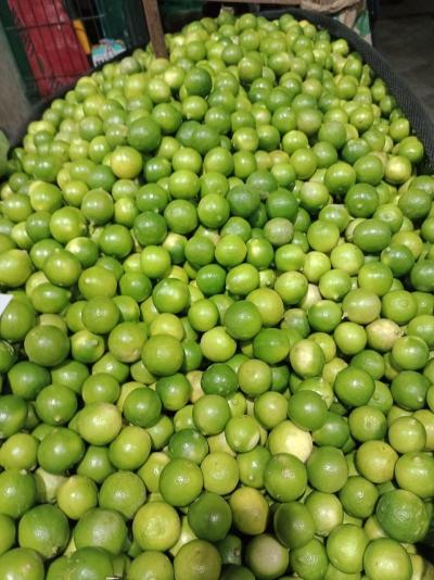 Limon