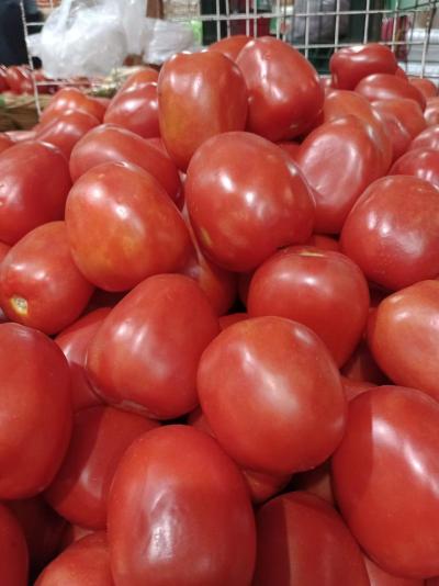 Tomate